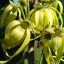 Ylang-Ylang (Cananga odorata) 5 Samen