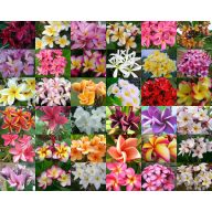 Frangipani (Plumeria rubra) 5 Samen