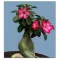 Flaschenbaum (Adenium obesum) 5 Körner