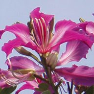 Fliederorchidee (Bauhinia purpurea) 5 Samen