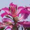 Fliederorchidee (Bauhinia purpurea) 5 Samen