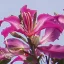 Fliederorchidee (Bauhinia purpurea) 5 Samen
