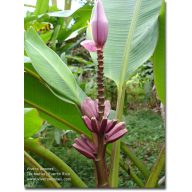 Purple Banana (Musa ornata) Purple Flower 5 Samen