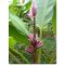 Purple Banana (Musa ornata) Purple Flower 5 Samen