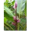 Purple Banana (Musa ornata) Purple Flower 5 Samen