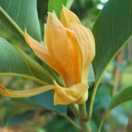 Lilienbaum (Magnolia champaca) 5 Samen