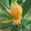 Lilienbaum (Magnolia champaca) 5 Samen