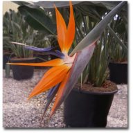 Orangefarbene Papageienblume (Strelitzia reginae) 5 Samen