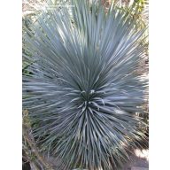 Yucca rostrata (Yucca rostrata) 5 Samen