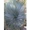 Yucca rostrata (Yucca rostrata) 5 Samen