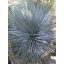 Yucca rostrata (Yucca rostrata) 5 Samen