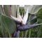 Blaue Papageienblume (Strelitzia nicolai) 5 Samen