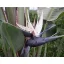 Blaue Papageienblume (Strelitzia nicolai) 5 Samen