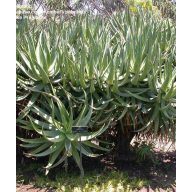 Katzenschwanz-Aloe (Aloe castanea) 5 Körner