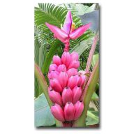 Rosa Banane (Musa velutina) 5 Samen