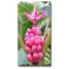 Rosa Banane (Musa velutina) 5 Samen