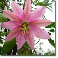 Moosige Passionsblume (Passiflora mollissima) 5 Samen
