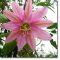 Moosige Passionsblume (Passiflora mollissima) 5 Samen