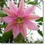 Moosige Passionsblume (Passiflora mollissima) 5 Samen