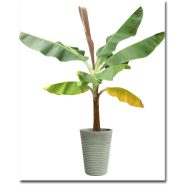 Banane mit kahlen Blättern (Musa sikkimenis) 5 Körner