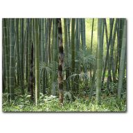 Moso-Bambus (Phyllostachys pubescens) 5 Samen