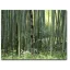 Moso-Bambus (Phyllostachys pubescens) 5 Samen