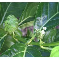 Noni (Morinda citrifolia) 5 Körner