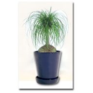 Beaucarnea recurvata 5 Körner