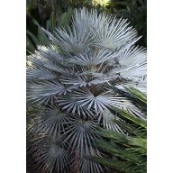 Zwerg-Horsehaarpalme (Chamaerops humilis) 5 Samen