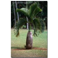 Flaschenpalme (Hyophorbe lagenicaulis) 5 Samen