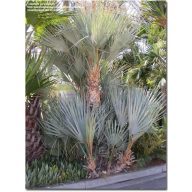 Silberne Mazari-Palme (Nannorrhops arabica Silver) 5 Körner