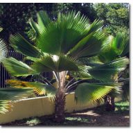 Fidschi-Palme (Pritchardia pacifica) 5 Samen
