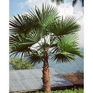 Hanfpalme (Trachycarpus latisectus) 5 Samen