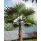 Hanfpalme (Trachycarpus latisectus) 5 Samen