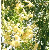 Chaga-Baum (Moringa oleifera) 5 Körner