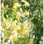 Chaga-Baum (Moringa oleifera) 5 Körner