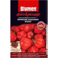   Roter Habanero-Pfeffer - extrem scharf Blume (ca. 10-20 Samen)