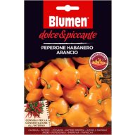   Orangefarbene Habanero-Paprika - extrem scharf Blumen (ca. 10-20 Samen)
