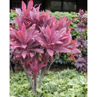 Breitblättriges Maiglöckchen (Cordyline fruticosa) 5 Samen