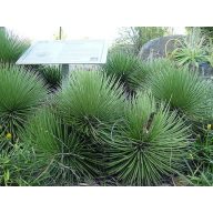 Dornblättrige Agave (Agave striata ssp.) 5 Körner