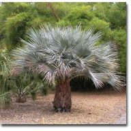 Felsenpalme (Brahea armata) 5 Samen