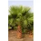 Mexikanische Fächerpalme (Washingtonia robusta) 5 Samen