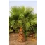 Mexikanische Fächerpalme (Washingtonia robusta) 5 Samen