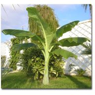 Havasi-Banane (Ensete glaucum) 5 Körner
