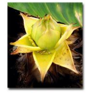 Goldener Lotus (Musella lasiocarpa) 5 Samen