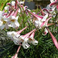 Lilie (Lilium formosanum) 5 Samen