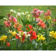 Rosmarin (Canna Indicat) 5 Samen