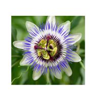 Blaue Passionsblume (Passiflora caerulea) 5 Samen
