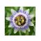 Blaue Passionsblume (Passiflora caerulea) 5 Samen