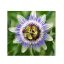 Blaue Passionsblume (Passiflora caerulea) 5 Samen